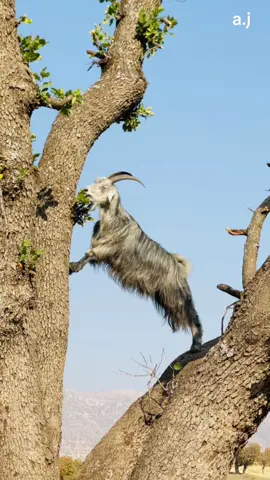 #snapchat adres jabar#instagram adres jabar#guhana #گوند #گوهانا 