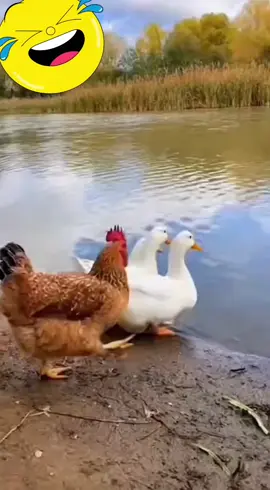 #laugh #blagues #funnyvideos