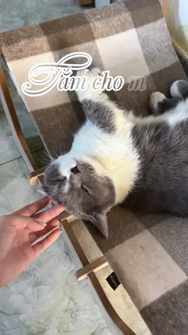 Tắm cho mèo lớn sẽ như thế nào #chamsocmeo #khanquanmeo #tamchomeotainha 