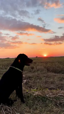 เอาบรรยากาศยามแลงมาฝากจ้า 🙏🏼#วิวบ้านนอก🍃 #สตอรี่ทุ่งนา #อีสานบ้านเฮา #สารคามน้ําบ่ต้อง #ฟีดดดシ 