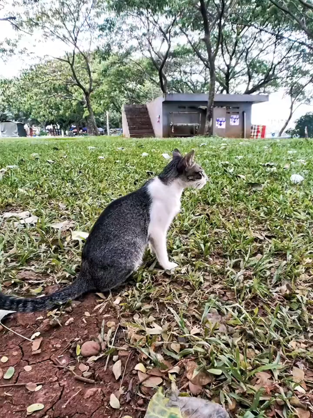 Test hd 1080 60Fps #vivox100ultra #fyp #hd #108060fps