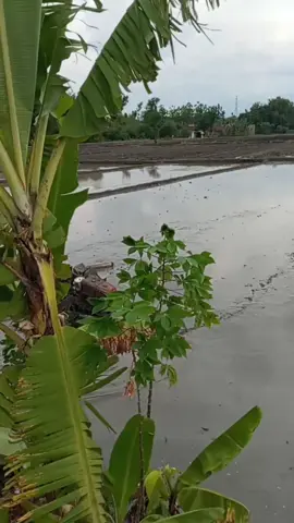 sound aslii nek Iki🤣#fypシ゚viralシ 