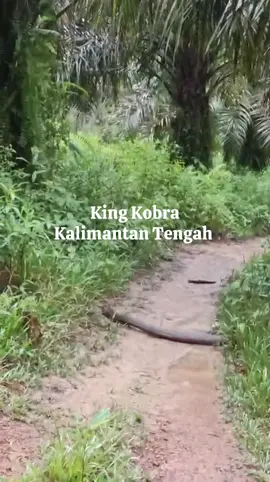 King kobra di tempat kami ,lumayan besar 😊 #kalimantengah #seruyan #fyp #kingkobra 