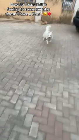 #snowwhite #dogvideosoftiktok #ilovedogssomuch #viraldogvideos #xbcyza 