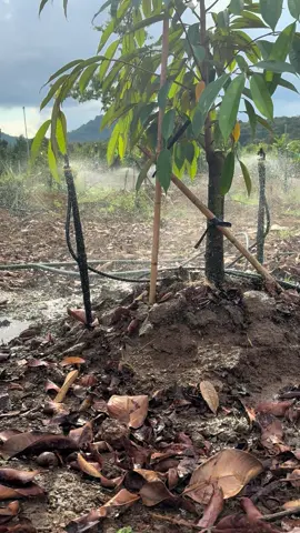 Chăm sóc sầu riêng với sd8000 bù áp rotor bi inox thân xoai 😊😊😊# mời mn tham khảo 