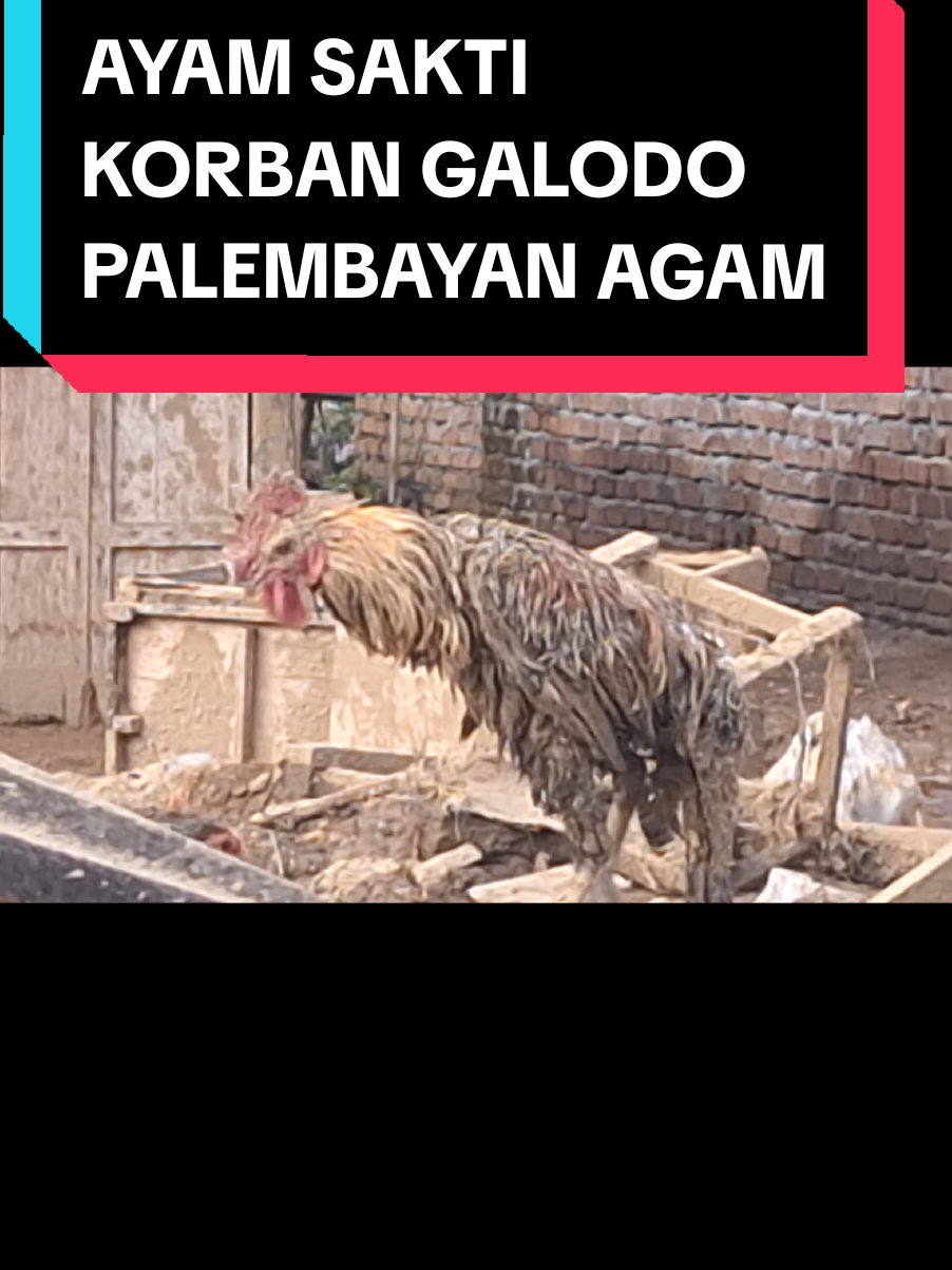 Ayam sakti,selamat banjir bandang Palembayan Kab.Agam Sumbar,setelah tenggelam 5 hari bisa keluar dsri lumompur dengan selamat,menunggu hujan membersihkan bulumya#ayam #palembayan 
