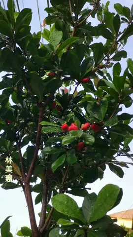 (你是我最想念的人)  窗外的雨 还在轻轻地下 每一滴都落进我的牵挂 回忆在风中慢慢发芽 你的笑容是我心的家 多少夜晚我仍在想你 梦里梦外都是你的气息 即使时间带走了距离 心却依然靠近你 你是我最想念的人 无论多远都在心门 每当夜深 我轻轻呼唤 希望你也能听见 思念化成风的语言 绕过山河传到你身边 如果命运能再相见 我会更紧握你的手一点 阳光洒落 那年老街角 回头一看 仍是你的微笑 照片褪色 但情不老 岁月只是换了外套 你给的温柔还在心上 像星光 永不灭的方向 哪怕世界改变模样 我仍守着这份想望 你是我最想念的人 每一次风都带着泪痕 孤单的夜 想你成瘾 梦醒时分又是清晨 思念在心中慢慢沉 化成永恒不变的诚恳 就算岁月模糊了眼神 我仍在等那份缘分 若有一天再遇见 我会笑着说一句 你是我 最想念的人 (Nǐ shì wǒ zuì xiǎngniàn de rén) chuāngwài de yǔ hái zài qīng qīng dìxià měi yīdī dōu luò jìn wǒ de qiānguà huíyì zài fēng zhōng màn man fāyá nǐ de xiàoróng shì wǒ xīn de jiā duōshǎo yèwǎn wǒ réng zài xiǎng nǐ mèng lǐ mèng wài dōu shì nǐ de qìxí jíshǐ shíjiān dài zǒule jùlí xīn què yīrán kàojìn nǐ Nǐ shì wǒ zuì xiǎngniàn de rén wúlùn duō yuǎn dōu zàixīn mén měi dàngyè shēn wǒ qīng qīng hūhuàn xīwàng nǐ yě néng tīngjiàn sīniàn huàchéng fēng de yǔyán ràoguò shānhé chuán dào nǐ shēnbiān rúguǒ mìngyùn néng zài xiāng jiàn wǒ huì gèng jǐn wò nǐ de shǒu yīdiǎn Yángguāng sǎluò nà nián lǎo jiējiǎo huítóu yī kàn réng shì nǐ de wéixiào zhàopiàn tuìshǎi dàn qíng bùlǎo suìyuè zhǐshì huànle wàitào nǐ gěi de wēnróu hái zàixīn shàng xiàng xīngguāng yǒng bù miè de fāngxiàng nǎpà shìjiè gǎibiàn múyàng wǒ réng shǒuzhe zhè fèn xiǎngwàng Nǐ shì wǒ zuì xiǎngniàn de rén měi yīcì fēng dōu dàizhe lèihén gūdān de yè xiǎng nǐ chéng yǐn mèng xǐng shífēn yòu shì qīngchén sīniàn zài xīnzhōng màn man chén huàchéng yǒnghéng bù biàn de chéngkěn jiùsuàn suìyuè móhúle yǎnshén wǒ réng zài děng nà fèn yuánfèn Ruò yǒu yītiān zài yùjiàn wǒ huì xiàozhe shuō yījù nǐ shì wǒ zuì xiǎngniàn de rén (Kamulah orang yang paling kurindukan) Hujan di luar jendela masih turun dengan lembut. Setiap tetes jatuh ke dalam kerinduanku. Kenangan perlahan bersemi ditiup angin. Senyummu adalah rumah hatiku. Begitu banyak malam aku masih memikirkanmu. Kehadiranmu memenuhi mimpiku. Meski waktu telah menghapus jarak, hatiku masih dekat denganmu. Kaulah yang paling kurindukan, sejauh apa pun jarakmu, kau selalu di hatiku. Setiap malam, kupanggil lembut namamu, berharap kau mendengarku. Kerinduanku menjelma menjadi bahasa angin, melintasi gunung dan sungai untuk menggapaimu. Jika takdir mempertemukan kita lagi, aku akan menggenggam tanganmu lebih erat lagi. Sinar mentari menyinari sudut jalan tua itu dari bertahun-tahun lalu Melihat ke belakang, aku masih melihat senyummu Foto itu telah memudar, tetapi cinta itu tetap ada Waktu hanya berganti rupa Kelembutan yang kau berikan padaku masih ada di hatiku Seperti cahaya bintang, arah yang tak terpadamkan Sekalipun dunia berubah, aku akan tetap berpegang teguh pada kerinduan ini Kaulah yang paling kurindukan. Setiap hembusan angin membawa air mata. Malam-malam yang sepi, aku ketagihan memikirkanmu. Saat aku terbangun dari mimpi, pagi kembali menyapa. Kerinduanku perlahan meresap ke dalam hatiku, menjelma menjadi ketulusan abadi yang tak pernah berubah. Meski waktu mengaburkan pandanganku, aku masih menanti takdir pertemuan itu. Jika kita bertemu lagi suatu hari nanti, aku akan tersenyum dan berkata, 