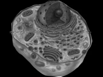 كل لفصل الاول🤣🤣 #explore #اغاني #مالي_خلق_احط_هاشتاقات #اغاني_مسرعه💥 #صاِد 