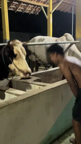 Kerjo karo hobi dadi siji yo ngeneki 😇#hansafarm #peternaksapiindonesia #peternaksapiindonesia🇲🇨eternaksapi #peternaksapiindonesia🐂 