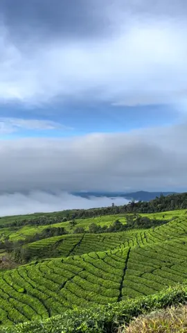 Serpihan surga di Pagar Alam #pagaralam #lewatberanda #kebuntehgunungdempo #fyppppppppppppppppppppppp #fyp 