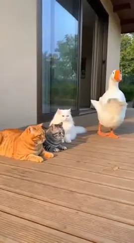 Serangan tak terduga #fyp #kucinglucu #kucingoren #videolucu #LIVEFEST2025 