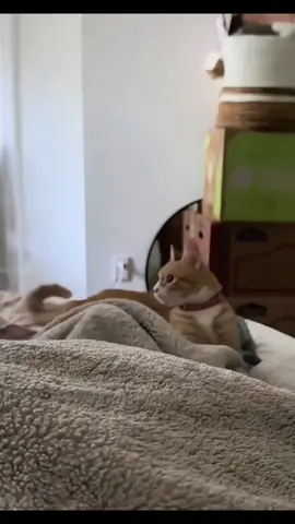 The Tail Started the Trouble 😹 #catvideos #cutecats #catsoftiktok #catlovers #funnycats