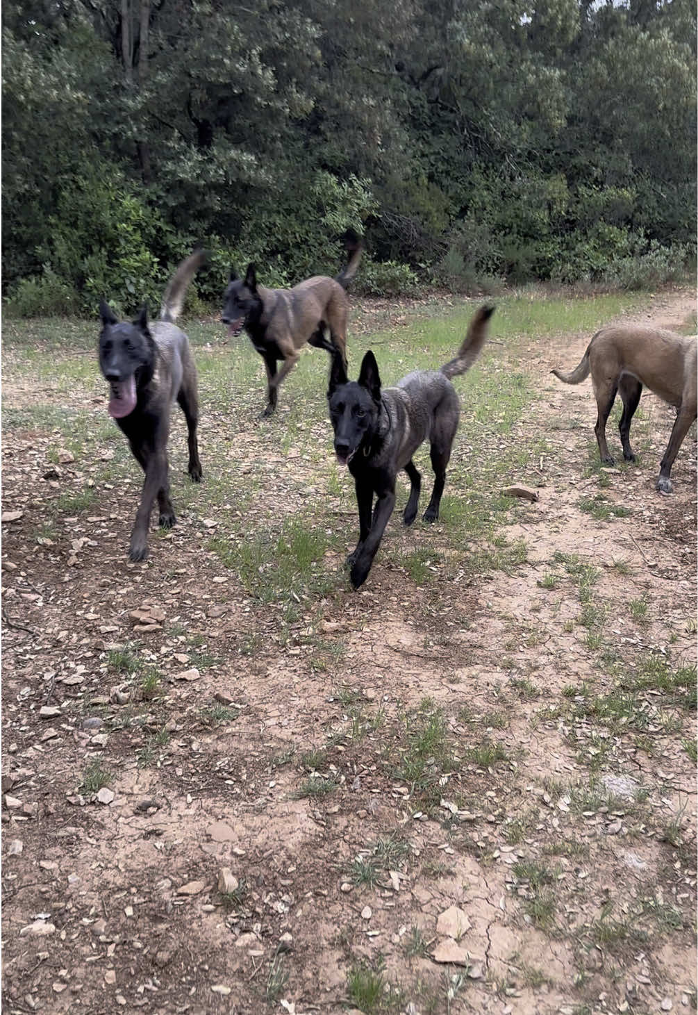 Malinois Charbonné 🤩 #malinois #malinoisoftiktok #belgianmalinois #pastorbelgamalinois #chiens 