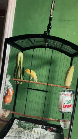 Menu MbG hari ini.. #storykicaumania #kenari #kenarimaniaindonesia #kenarimania #kenarigacor 