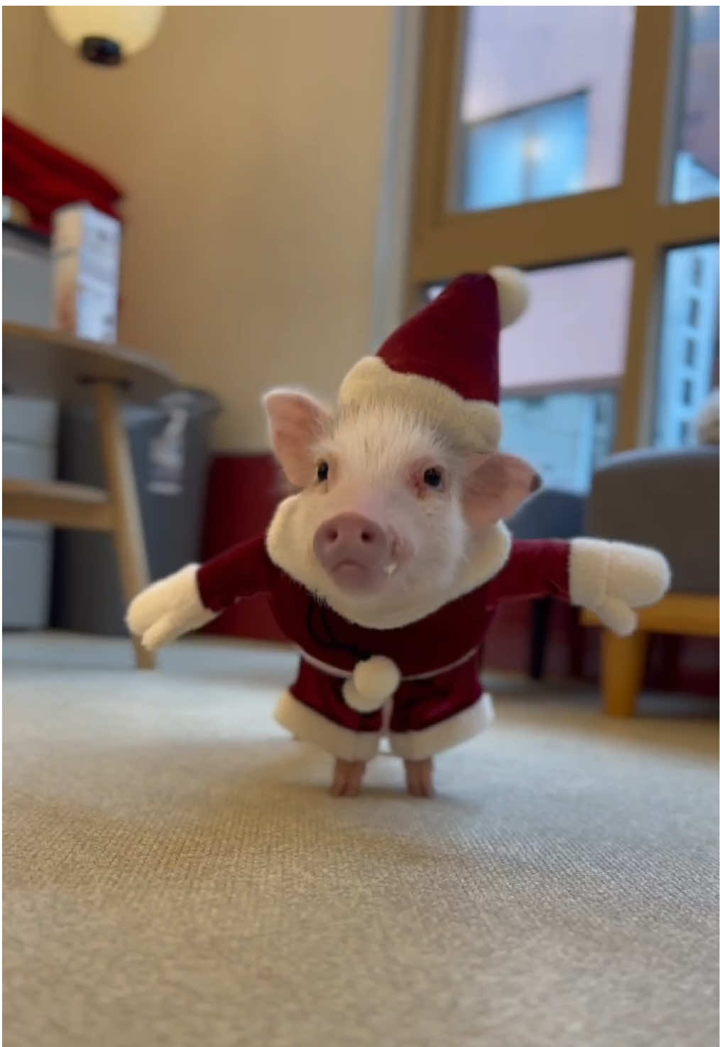 12月になりましたね❄️！ 少し早めにmipigcafeにサンタさんが来てくれました🐷🎅🏻🎄 #mipigcafe #mipig #animal #micropig #マイクロブタ 