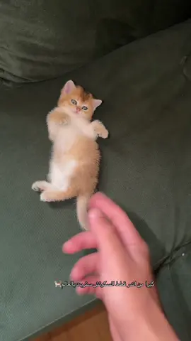 ماشاءالله عمرها ٣٣ يوم فقط🌞 #قطط #قطه #explore #اكسبلور #foryoupage 