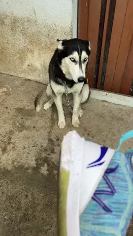 ሸገር petland  #ethiopian_tik_tok #fyp #viral #addisababa #doglovers #husky 