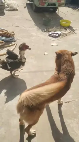 鴨飛狗跳#小黃 #大黃 #鴨鴨 #狗狗 #抖音合輯升級計劃 