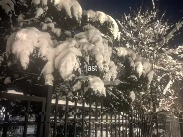 — чувствуете вайб? #новыйгод #2026 #зима #снег #елка 