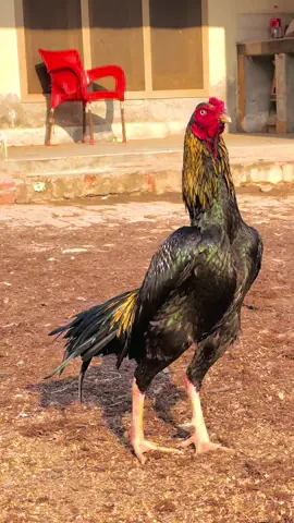 #aseel #aseellovers #aseelmurga 