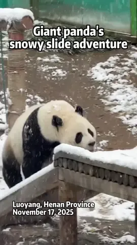 کوردی/عربي/English ماندوو نابن لە خلیسکانی سەر سەهۆڵ دوای بەفربارین. ‏‎ــــــــ ـــــــــ ـــــــــ ـــــــــ ـــــــ لا تشبع من التزلّج على الجليد بعد تساقط الثلج. ـــــــ ـــــــــ ـــــــــ ـــــــــ ـــــــ can't get enough of the ice slide after the snowfall. #China #Chinabeauty #panda #pandas #snow #winter #animal 