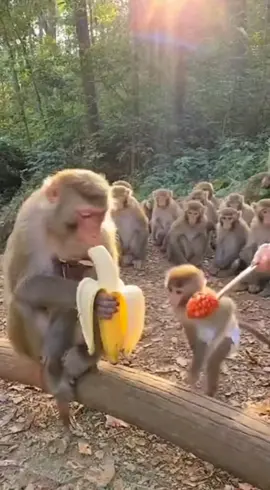 Funniest Monkey Moment Ever! 😂 #FunnyMonkey #MonkeyPrank #funnyVideo #AnimalComedy #ViralVideo 