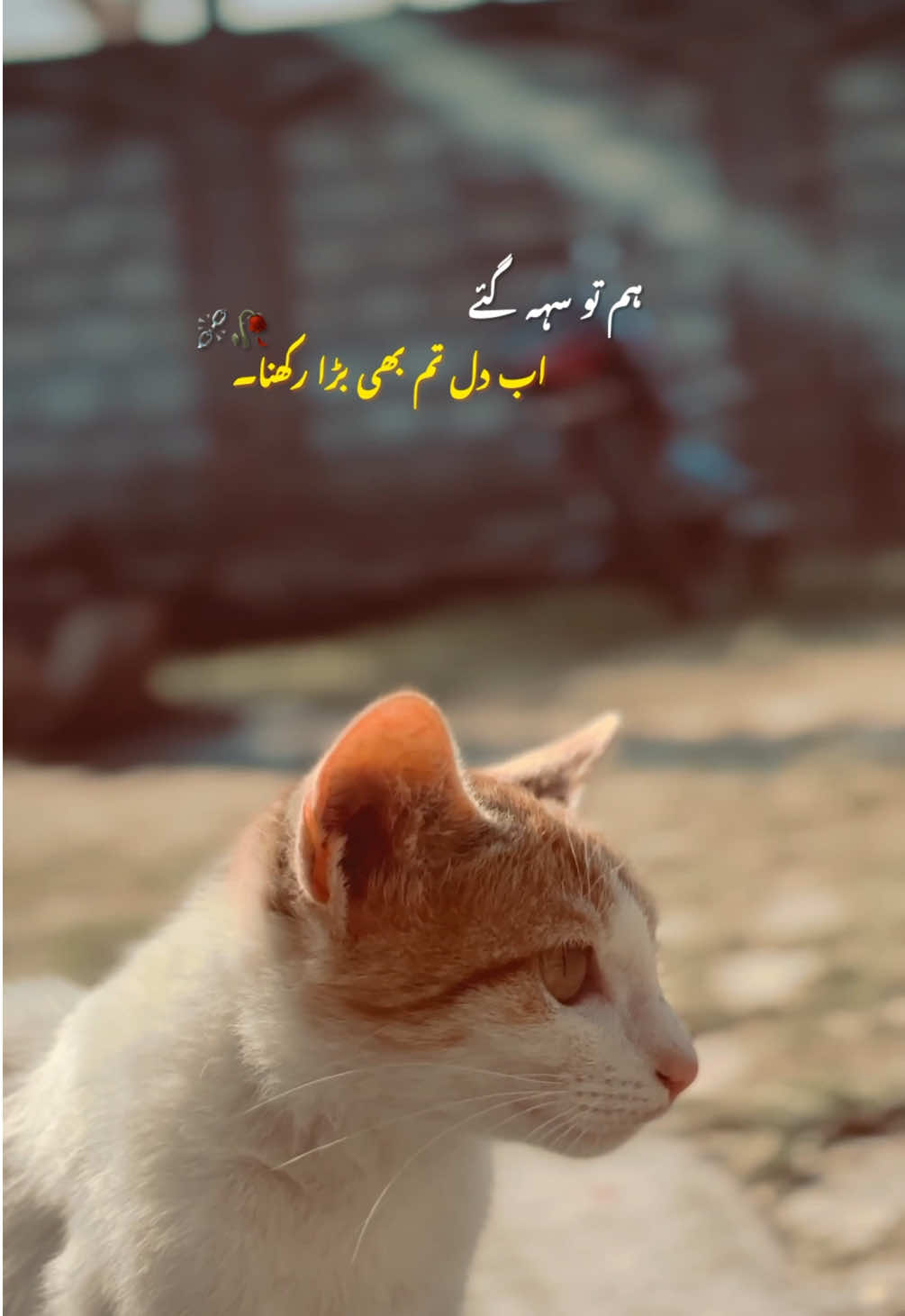 تیار رہنا 🥀 #urdulines🥀 #lines💖 #xyli_aesthic✨🦋 #cautionpoetry #amber @user23070848869 