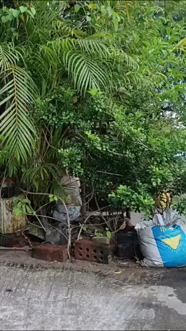 #မြိုင်ရာဇာတွတ်ပီနှင့်ဗိုက်ကလေး #မသေးမျှင် #foryou 