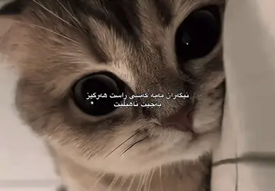 هەرگیز#foryou #foryoupage #fyp #d3355.a#d 