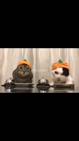 Kaibigan mong malakas kumain #cat #meme #voiceacting #fyppppppppppppppppppppppp #fyp 