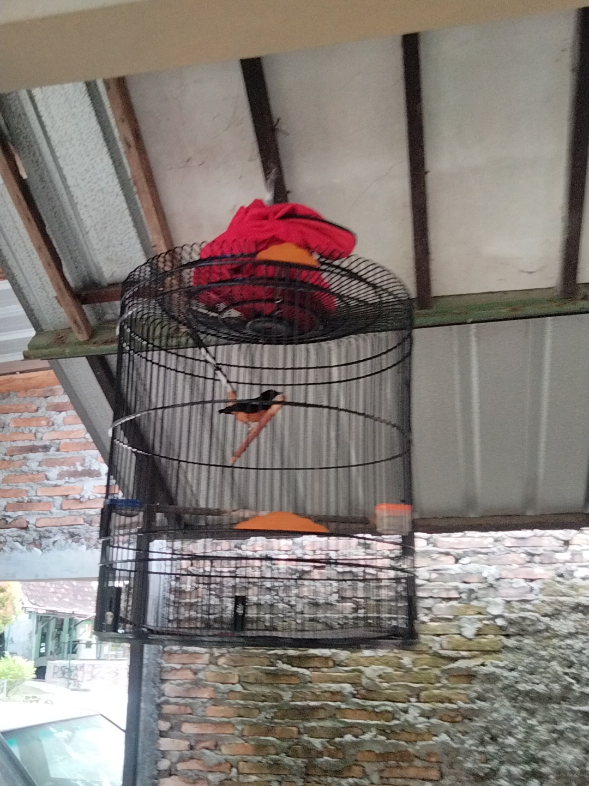 Kondisi murai setelah kena Terapi Ulat Jerman 3ekor,sudah ada tembakan walaupun belum istimewa#muraibatuindonesia #kicaumaniaindonesia #muraibatu 