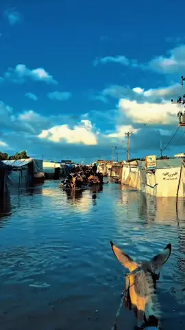 nothing is true except the patience that our brothers have there 💔#CapCut #freegaza🇵🇸 #savegazapalestina🇦🇪🇦🇪 #freepalestine🇵🇸❤️ 