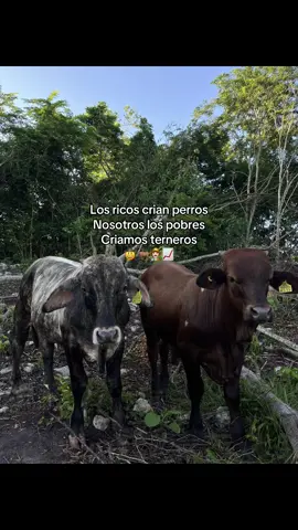 Feliz inicio de semana 🤠 #parati #vaquero #rancho #ganadero #ganaderia 