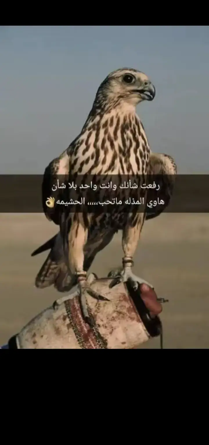 #قصيد #شعر_بوح📮 #جبراتت📮 #هشتاقاتي_الترند_المشهور #قصايد_شعر_خواطر_شيلات_الاكسبلور 