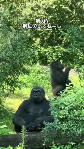 #ゴリラ #おもしろ 