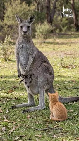 New Sibling! Kitten Gets Lifted Into Kangaroo’s Pouch
