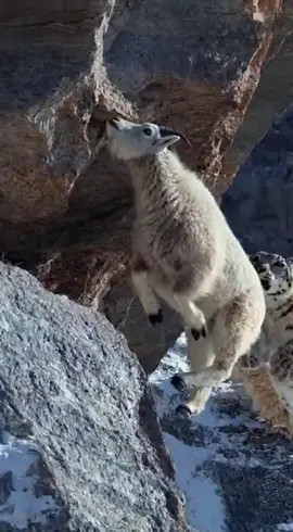 #trending #viralvideo #fyp #growmyaccount #foryou