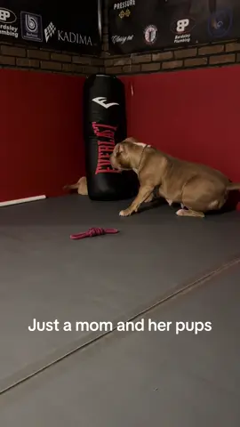 Athena was such a good mom. #pitbull #puppy #doglover 