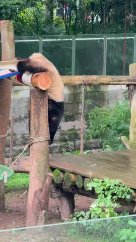 San Mei ... @Panda Dream Home  #熊猫妈妈和熊猫宝宝 #大熊猫好奇 #大熊猫奇三妹 #panda #pandasoftiktok #giantpanda #pandalover #cuteanimals #qisanmeipanda 