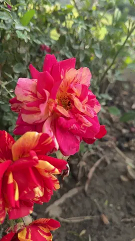 لن تجدني في شخص اخر وهذه هزيمتك#عبارتكم #تصويري📸 #حديقتي #ديالى_بلدروز #اكسبلور 