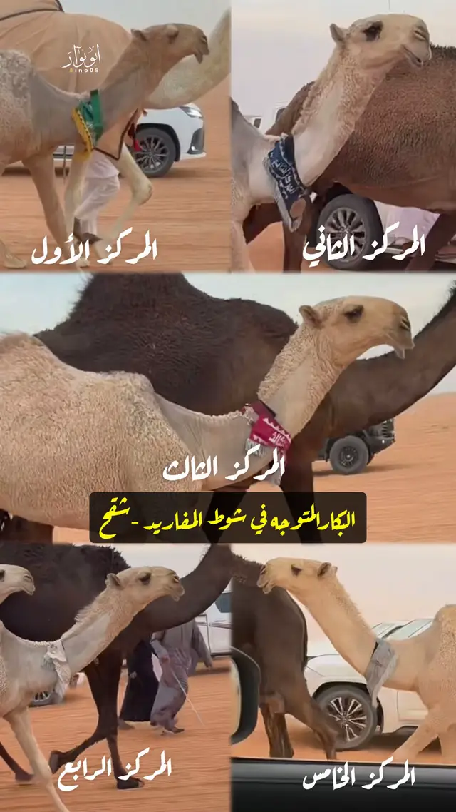 #اكسبلور #ترند #الابل_عطايا_الله_عشاق_البداوة_🐪😍 #عتيبه #الابل 