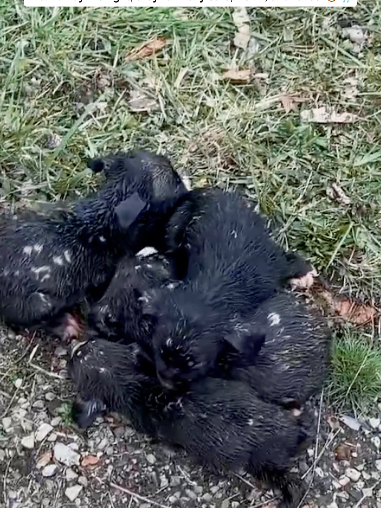 Shivering, soaked little puppies trapped in the storm… 💔 We couldn’t walk away. Tonight, they’re finally safe, warm, and loved 🐶❤️. #puppies #rescue #savelives #dogsoftiktok #rainrescue #animallovers #trend #viraltiktok #dogrescue #loveanimals #puppylove #heartwarming #kindness 