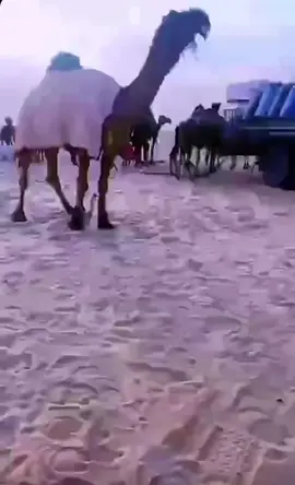 #وحيدان_لبن_دحروج       #الهرش        #tiktok     #parati     #bts     