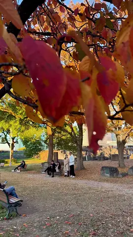 #大阪城#大阪城公園#紅葉
