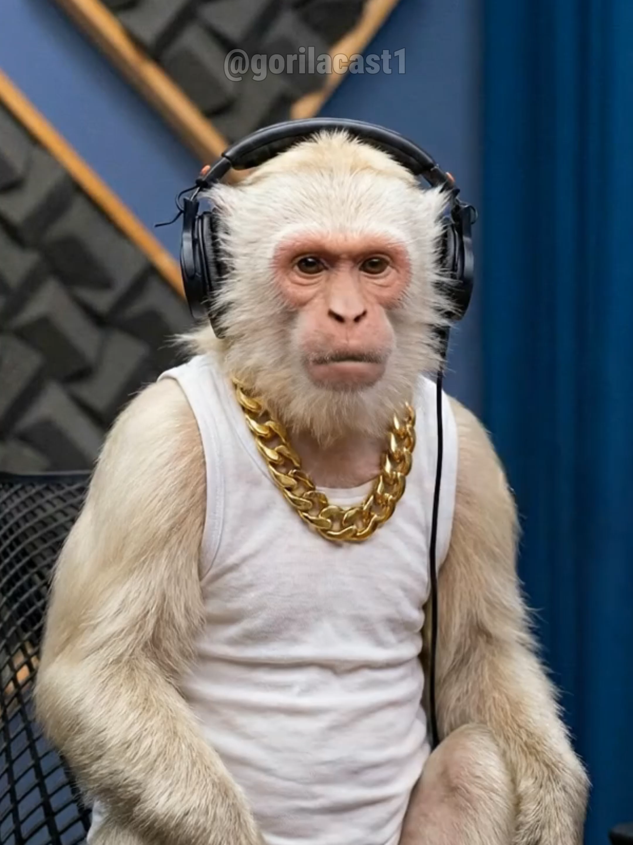 albinao no projetinho??? #gemini #veo3 #gorilacast #renatocariani #academia #balestrin #trembolona