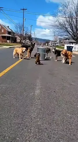“Kung-Fu Monkey vs 6 Confused Dogs — Funniest Police Body Cam Ever! 🐒🤣🐕 This master wasn’t ready for that trashcan!” #Dog #monkey #funnymoments #sora #viralvideo 