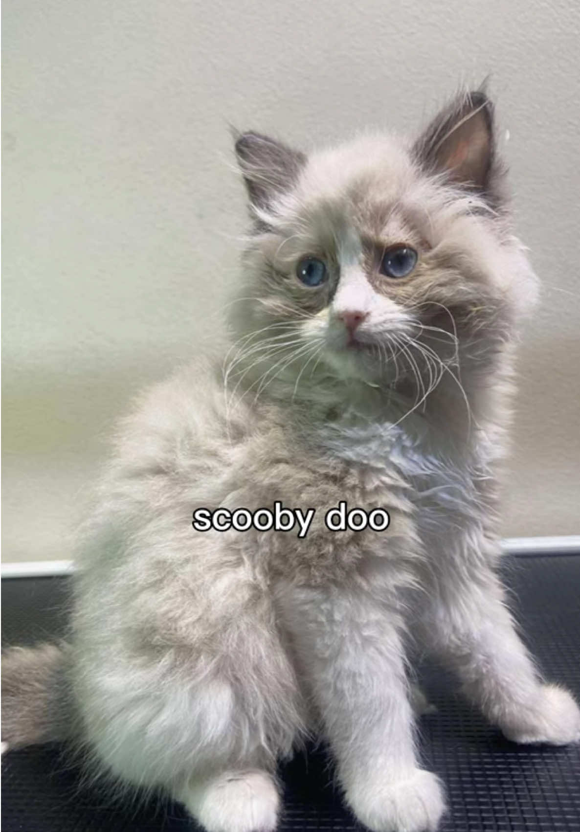 ก็ให้หนูอาบน้ำแต่งตัวก่อนนน 💅🏻 #ragdoll #ragdollcat #cat #catsoftiktok 