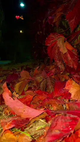 Ümit dünyasında ♥️🍂🫠…. #fypシ #tiktok #foryou #viral #selwa🦋 