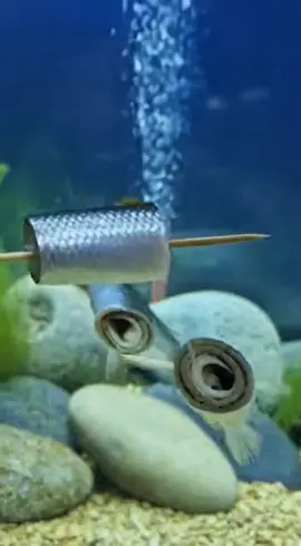 Tiere in freier Wildbahn Teil 5: Rollmöpse #animal #food #nature