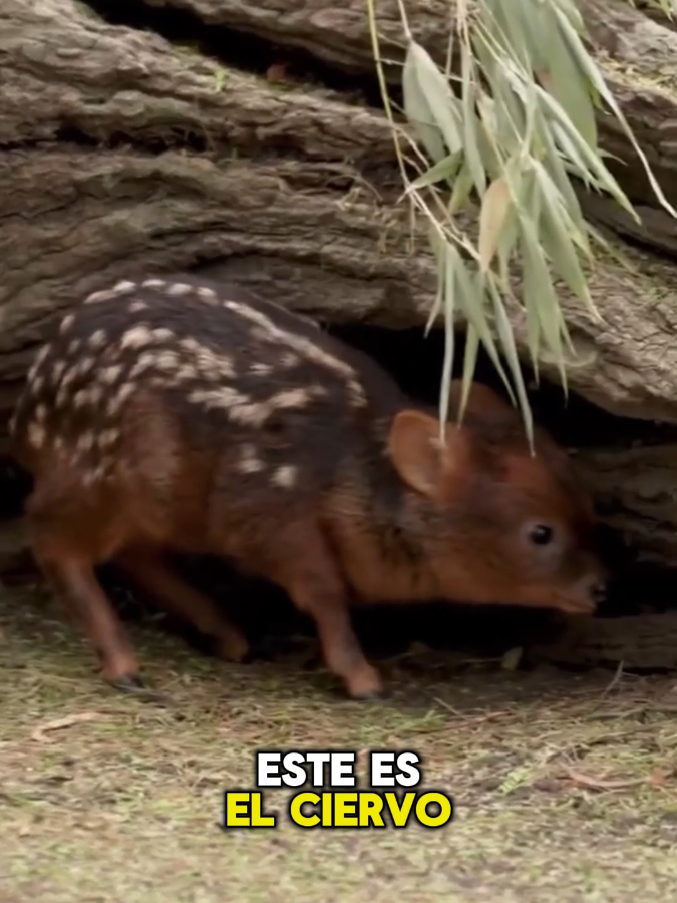 Conocías estos animales? Síguenos para más videos #animales #datoscuriosos #animalestiktok #viral #paratiiiiiiiiiiiiiiiiiiiiiiiiiiiiiii 